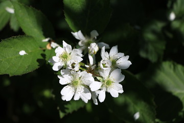 Blooming raspberry bush in spring, Germany