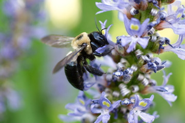 A bumblebee on a flower at the LSU Hilltop Arboretum, Baton Rouge, Louisiana, USA.