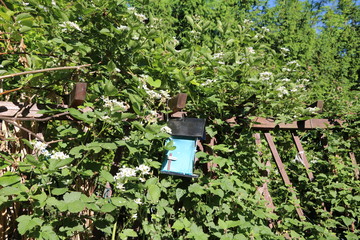 Birdhouse in blooming raspberry bush in spring, Germany