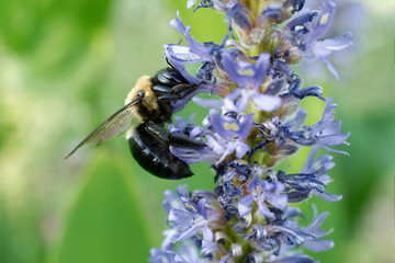 A bumblebee on a flower at the LSU Hilltop Arboretum, Baton Rouge, Louisiana, USA.