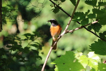 Common redstart in spring, Germany