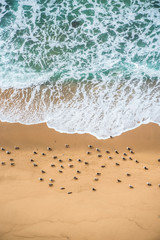 Top view of the ocean shore, seagulls sit on the edge of the water and waves