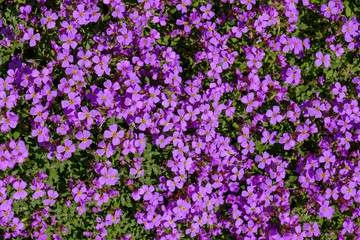 Obraz premium Lila Blumenteppich in Garten