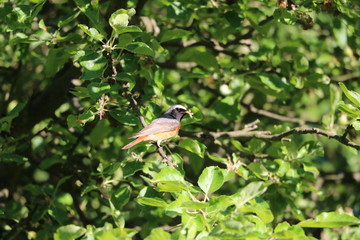 Phoenicurus phoenicurus