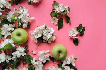Two green apples lie on a pink background surrounded by light apple blossom. The concept of spring and future harvest. Top view.