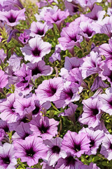 Blühende Petunien, Petunia