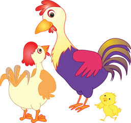 Rooster, chicken and chick, farm animals, family of birds. White background.