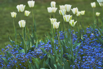 Biało-zielone tulipany rosnące pomiędzy niebieskimi kwiatuszkami