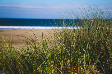 Fototapeta na wymiar Grass on the beach