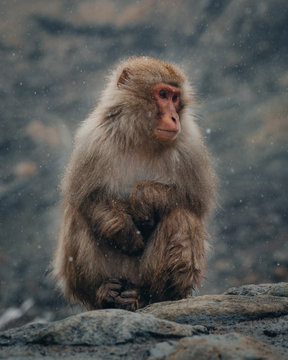 Japan Nagano Snow Monkey macaques Jigokudani Park