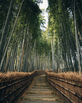 Kyoto Japan Arashiyama Bamboo forest