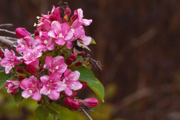 pink flowers with hummel