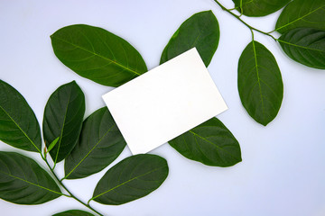 Green leaf ornament with blank card on white background. Summer leaf frame top view photo.