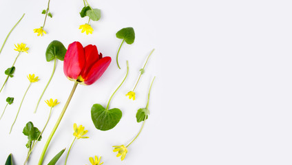 Decoration of Women's Day or Mother's Day. Frame of red tulips, narcissus, hyacinths and flowers muscari on white background with space for text.