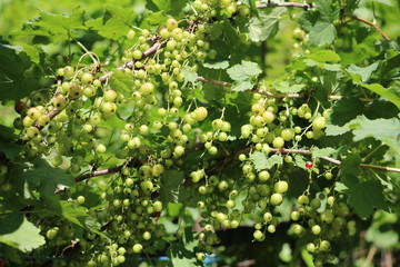 Green  Ribes rubrum in spring, Germany