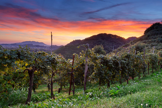 Italy, Veneto. Prosecco Road. Treviso district. Farra di Soligo.
