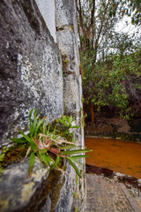 fauna at the azores island
