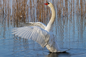 Swan stretching his wings in the shallow water