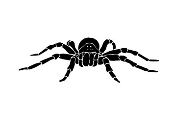 Graphical spider, sketch of tarantula isolated on white background,vector