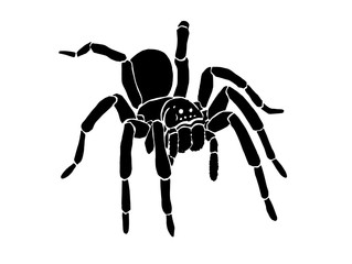 Graphical spider, sketch of tarantula isolated on white background,vector