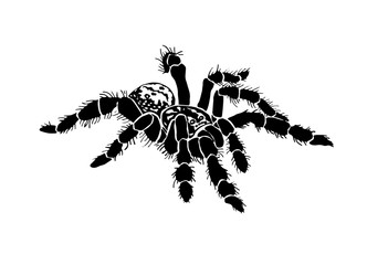 Graphical spider, sketch of tarantula isolated on white background,vector