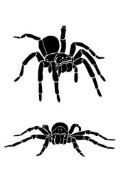 Graphical collection of tarantula isolated on white,vector spiders , tattoo,printing 