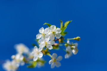 It's spring. Cherry blossoms against the blue sky. Abstract blurred background. Beautiful nature scene with flowering branches and morning light.