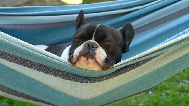 young cute french bulldog relaxing in hammock