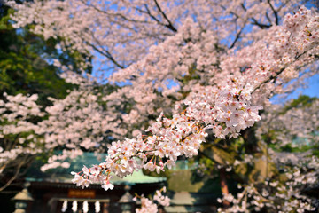 【神奈川県】横須賀市　諏訪大神社の桜