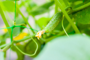 Cucumbers on a branch in a greenhouse. Growth green cucumbers vertical planting. Growing organic food