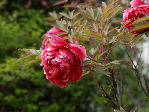 Paeonia suffruticosa - Superbe floraison de pivoine arbustive ou pivoine  arborescente aux grosses fleurs de couleur rouge Stock Photo | Adobe Stock