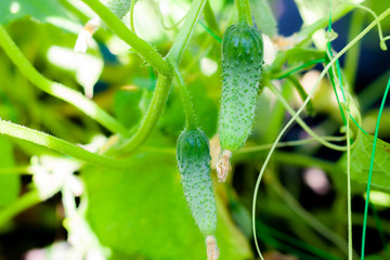 Cucumbers on a branch in a greenhouse. Growth green cucumbers vertical planting. Growing organic food