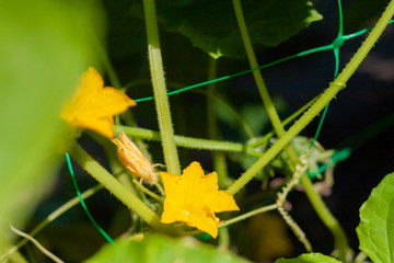 Growth and blooming of greenhouse cucumbers, growing organic food. Cucumbers on branch in greenhouse, yellow flowers on curling fluffy beautiful bush