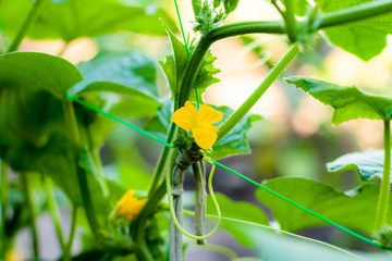 Growth and blooming of greenhouse cucumbers, growing organic food. Cucumbers on branch in greenhouse, yellow flowers on curling fluffy beautiful bush