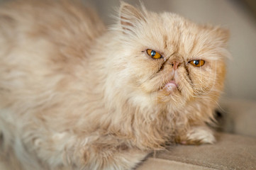 Naklejka na ściany i meble Red cat Persian breed on the couch