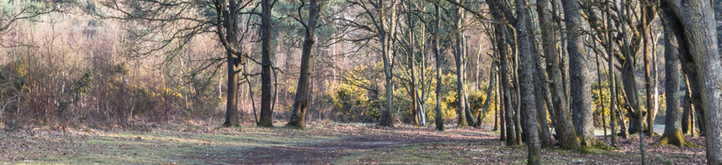 Fototapeta premium Forest Landscape Hampshire England