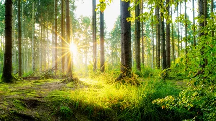  Beautiful forest in spring with bright sun shining through the trees © Günter Albers