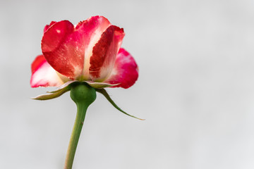 beautiful red and yellow roses in the garden