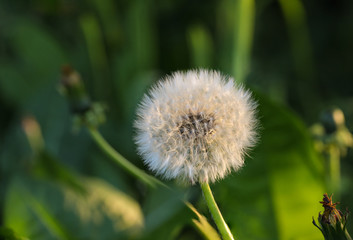 Pusteblume im Abendlicht