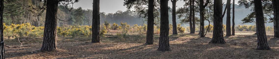 Forest Landscape Hampshire England