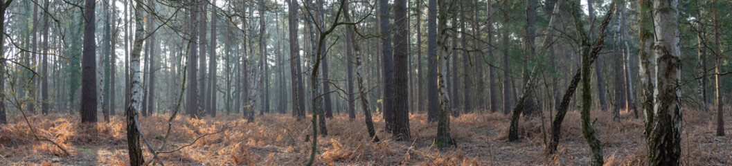 Forest Landscape Hampshire England