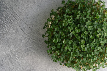 Arugula sprouts growing in round plate on bright textured surface, top view with copy space. Organic cooking and menu.