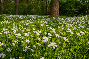 White wildflowers Stellaria holostea blossom in a forest glade