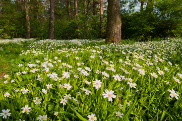 White wildflowers Stellaria holostea blossom in a forest glade