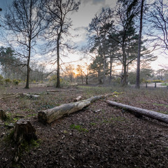 Forest Landscape Hampshire England