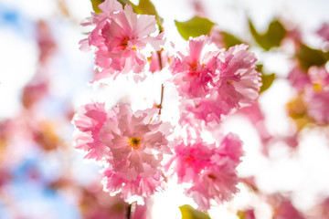 Beautiful spring cherry blossom bloom sunny day