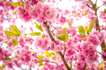 Beautiful spring cherry blossom bloom sunny day