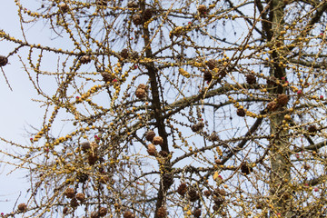 formation of larch buds in early spring