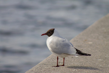 serious black-headed Seagull stands on the parapet
