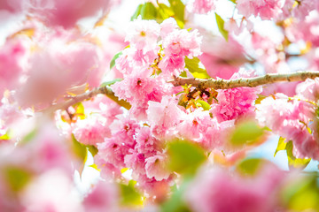 Beautiful spring cherry blossom bloom sunny day